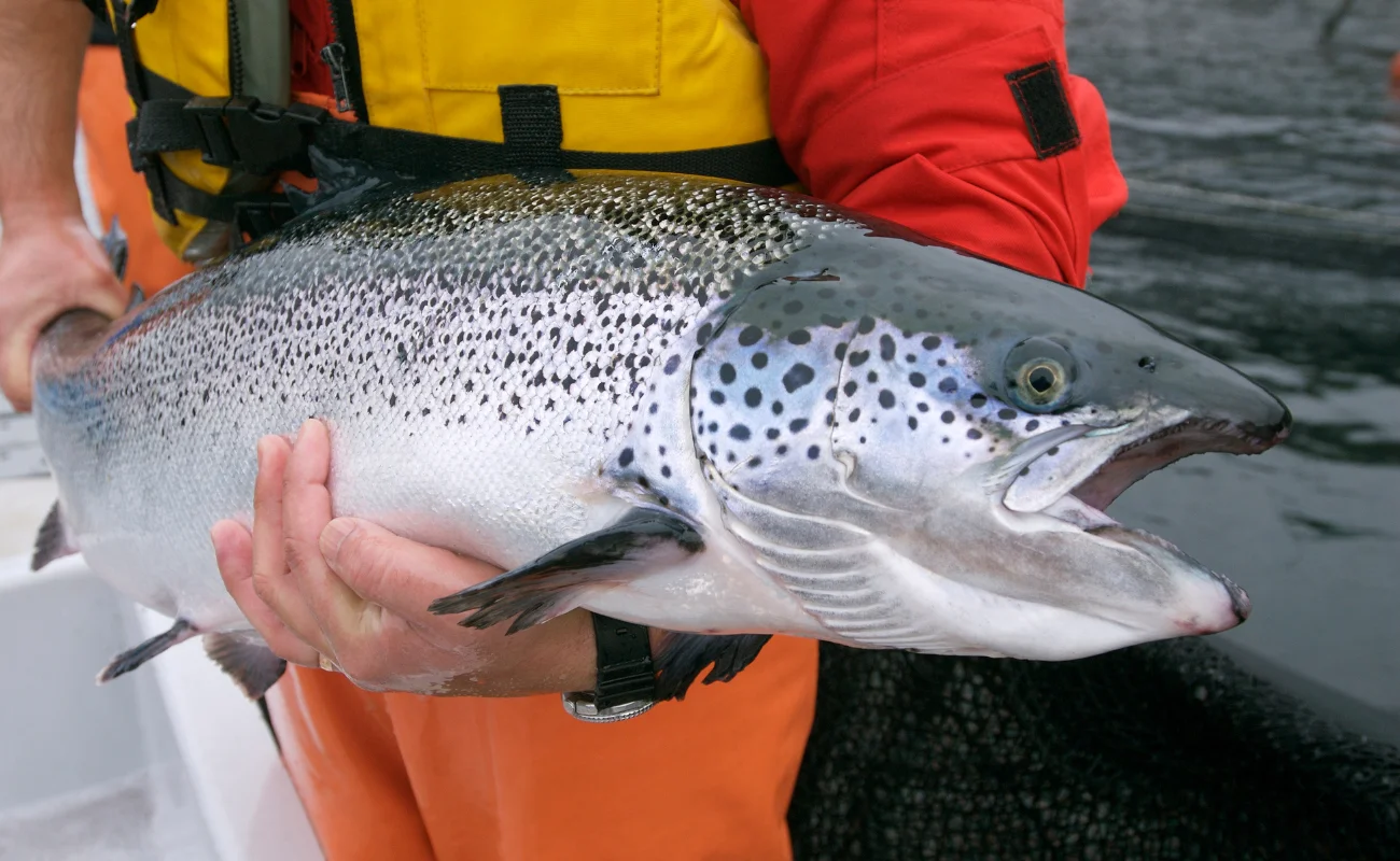 allevamenti salmoni pesca