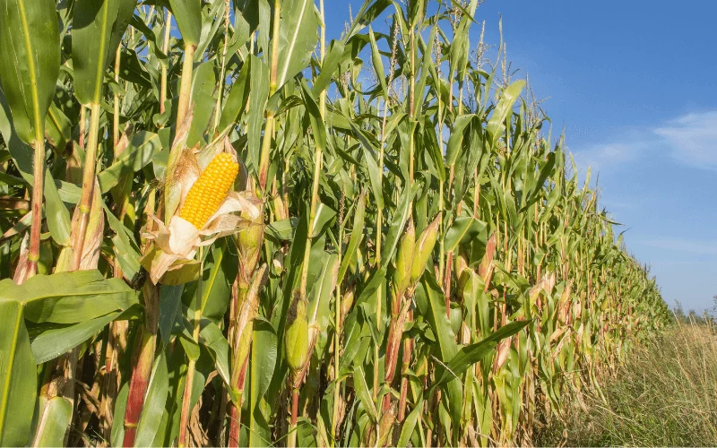 Decreto Ucraina agricoltura