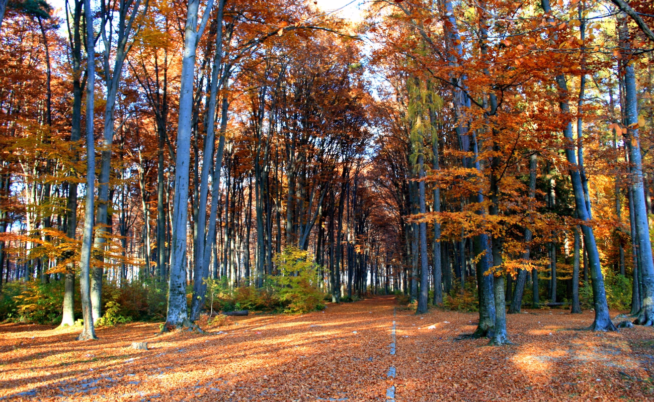 foresta 1