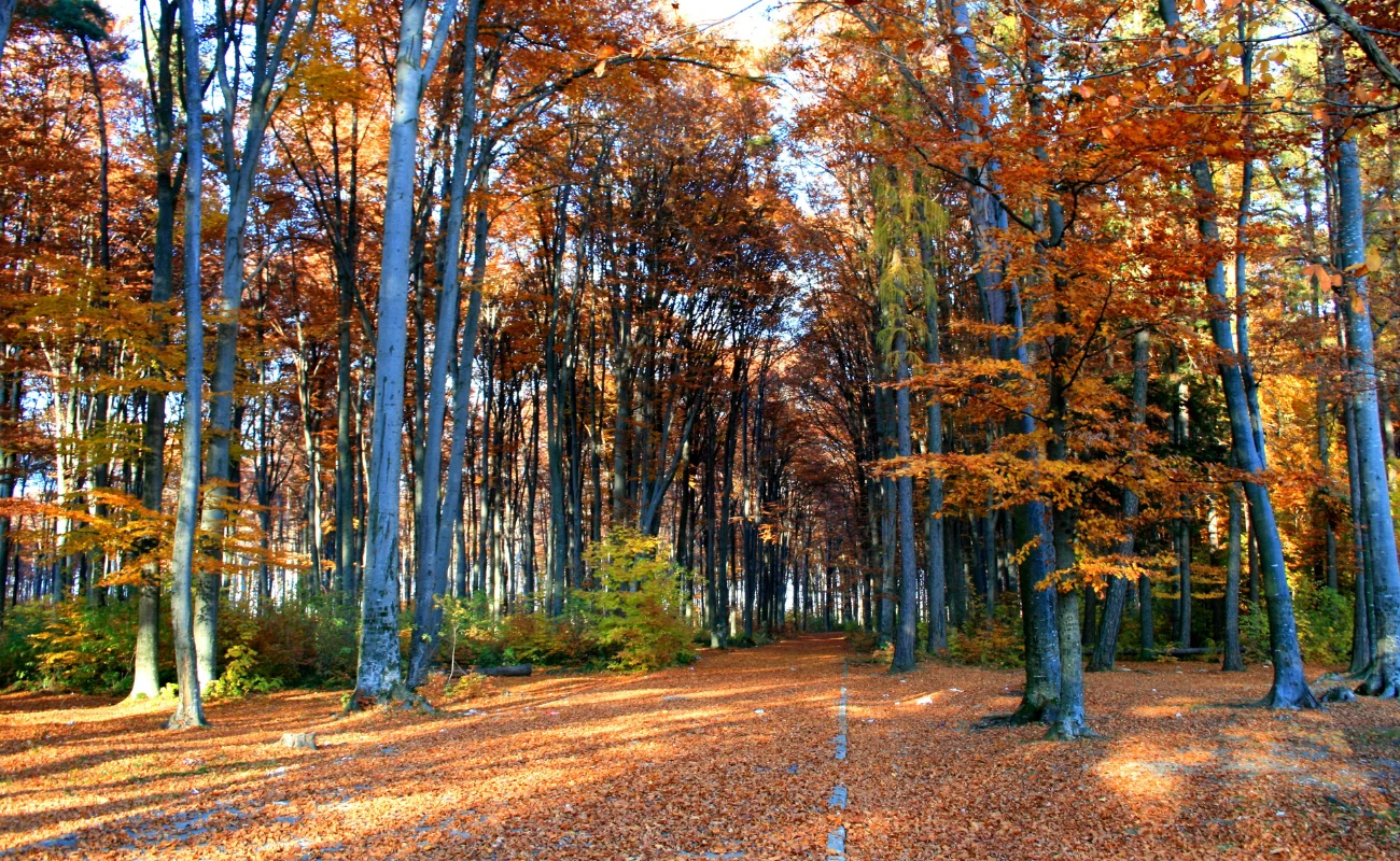 foresta 1