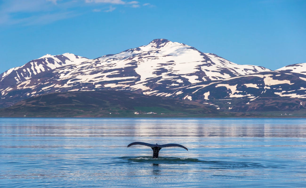 allevamenti salmoni islanda