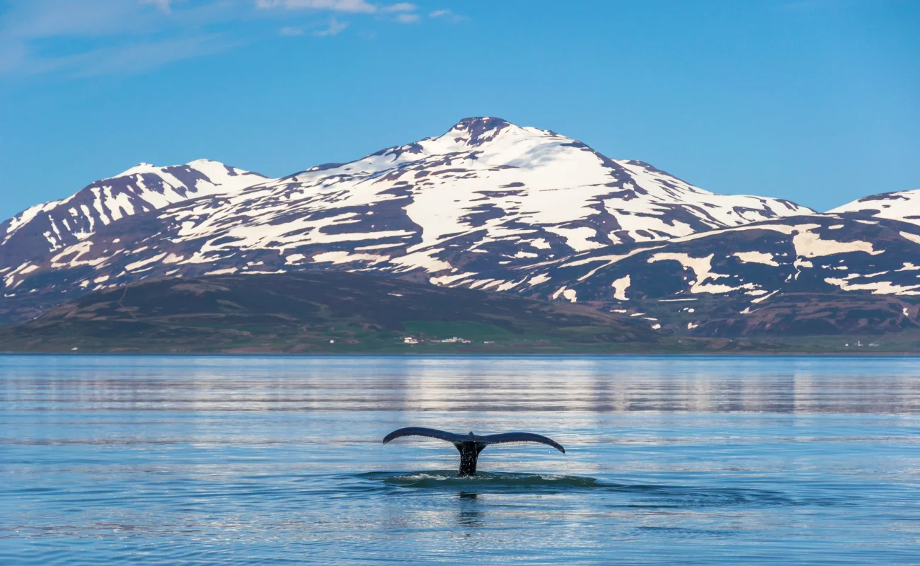 allevamenti salmoni islanda