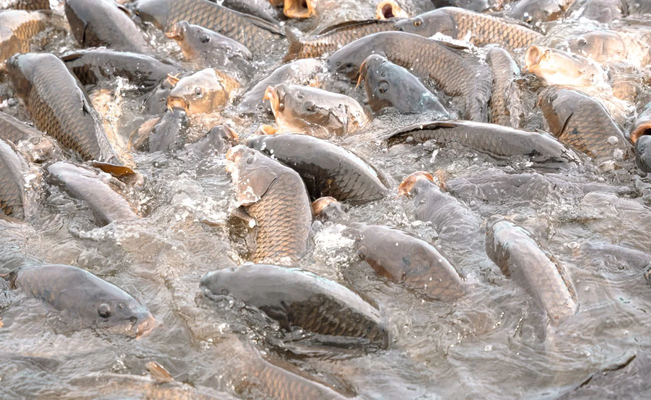 Acquacoltura pesca