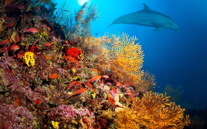 trattato alto mare