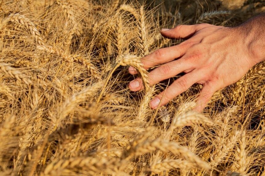 sementi rivoluzione alimentare