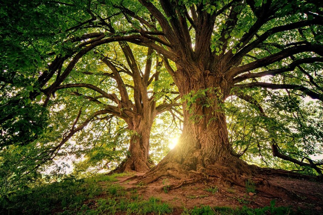 giornata nazionale alberi