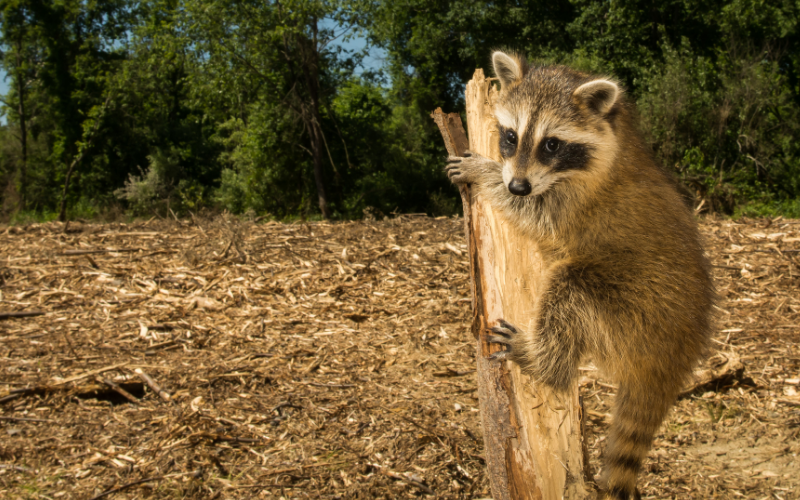 Riconoscere il greenwashing