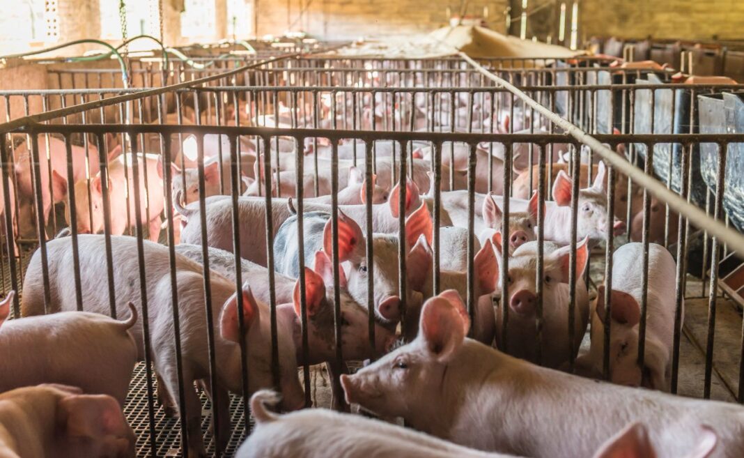 carne allevamenti greenwashing