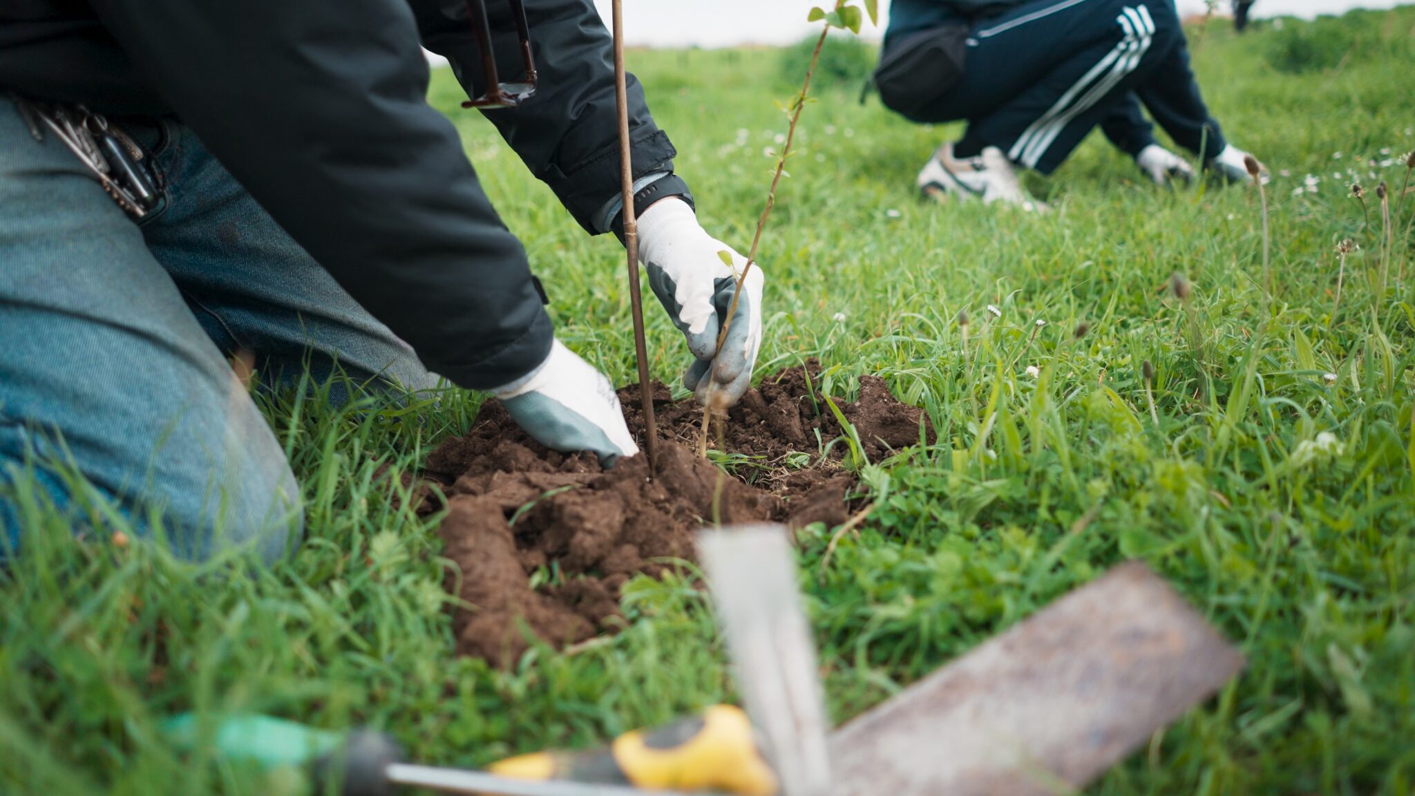 Perché piantare alberi è importante lesempio di Foresta Italia