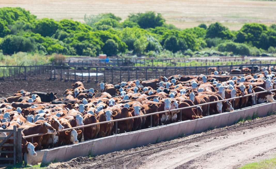 Allevamenti intensivi finanziamenti clima