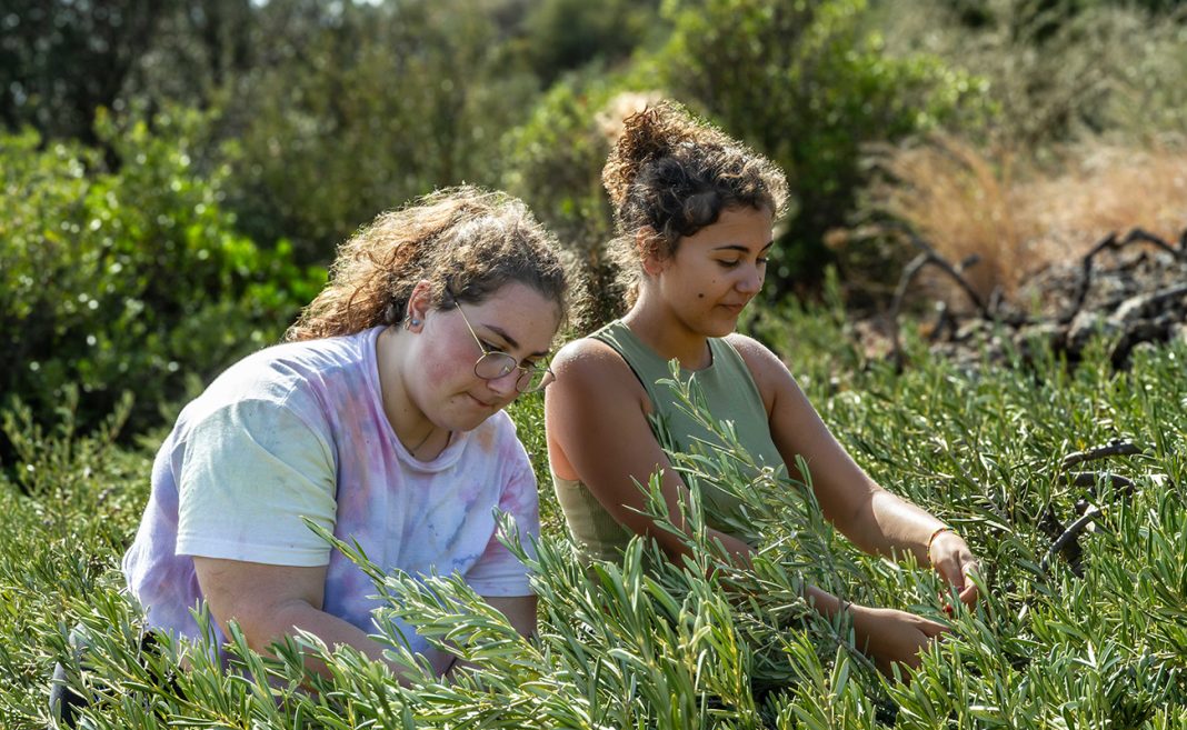 Pantelleria. Francesca e Gaia in raccolta olive