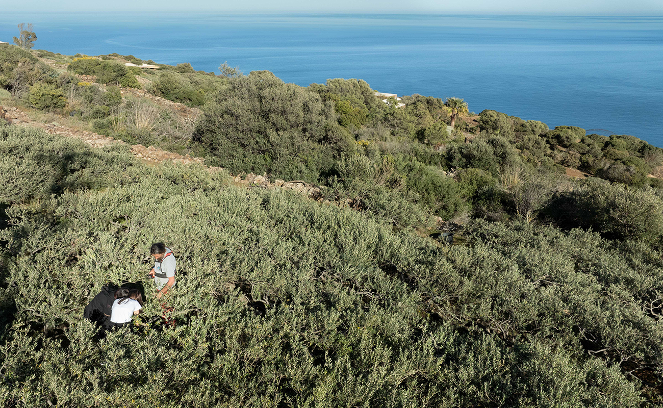 Ulivi Pantelleria