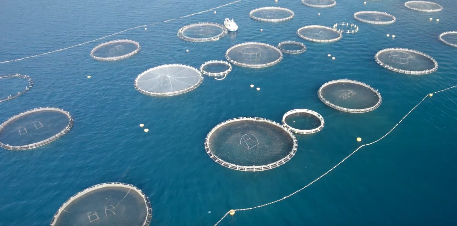 documentari sistema alimentare