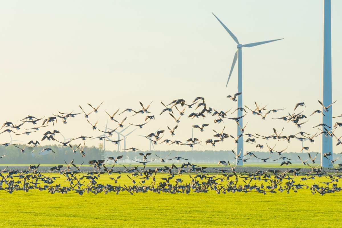 energia eolica uccelli