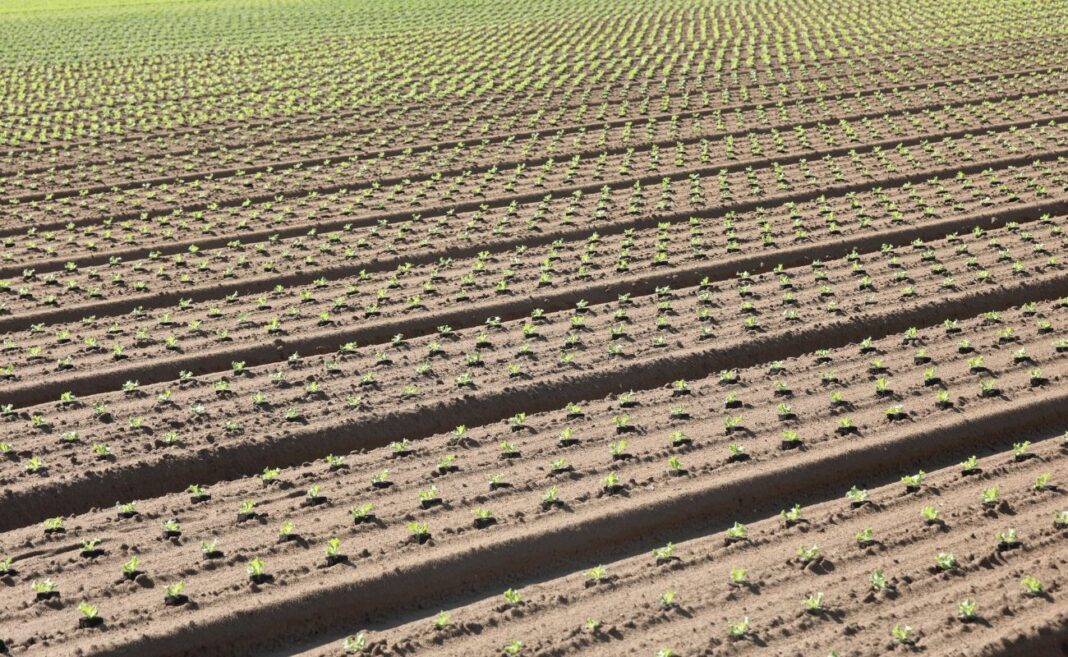 agricoltura allevamento ambiente