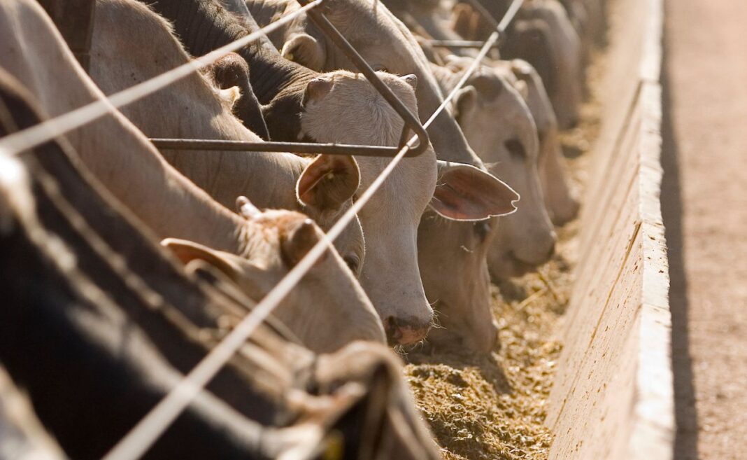 allevamenti carne clima metano