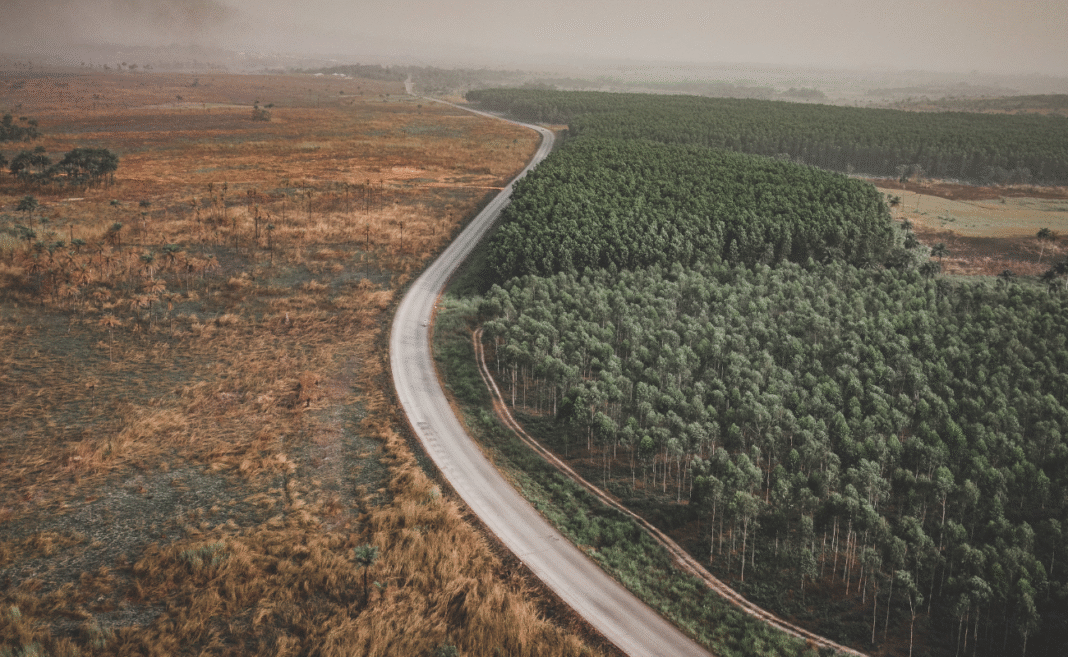 ue deforestazione copertina