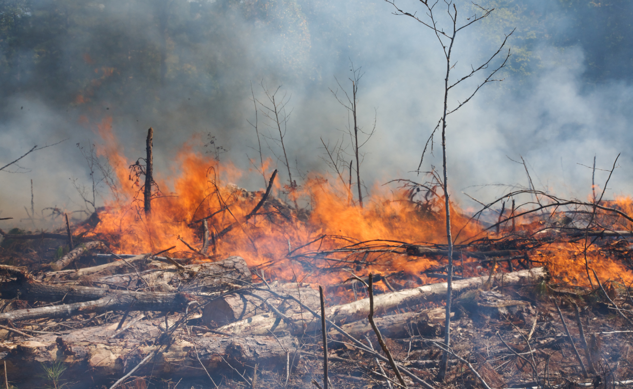 ue deforestazione wwf