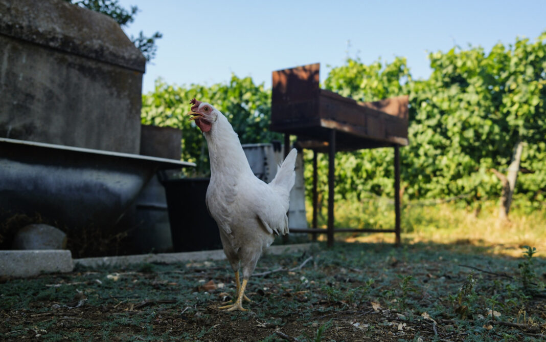 Santa Palomba copertina
