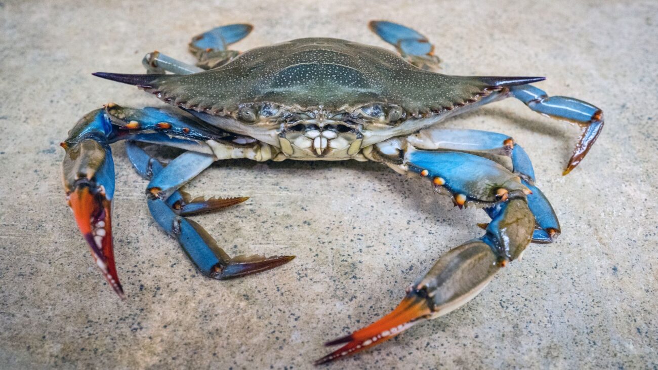 granchio blu mediterraneo