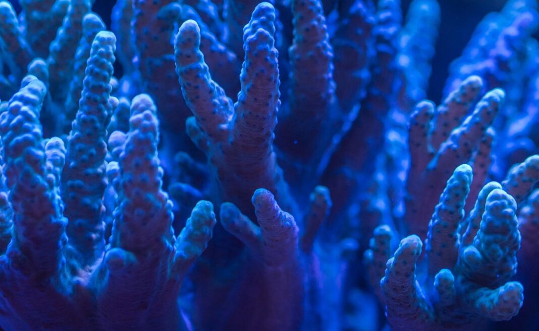 coralli barriere coralline