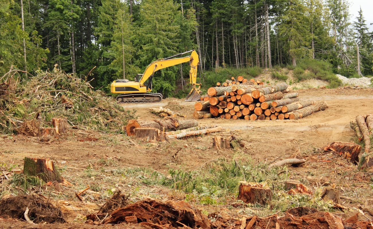 regolamento deforestazione lavori
