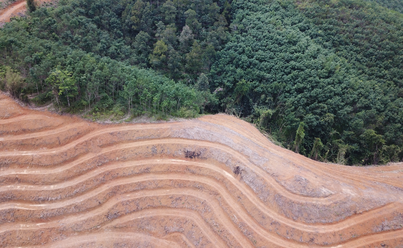 regolamento deforestazione paesaggio