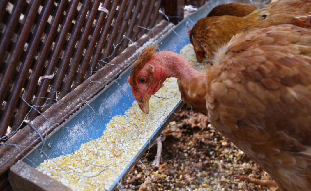 mangimi allevamenti intensivi