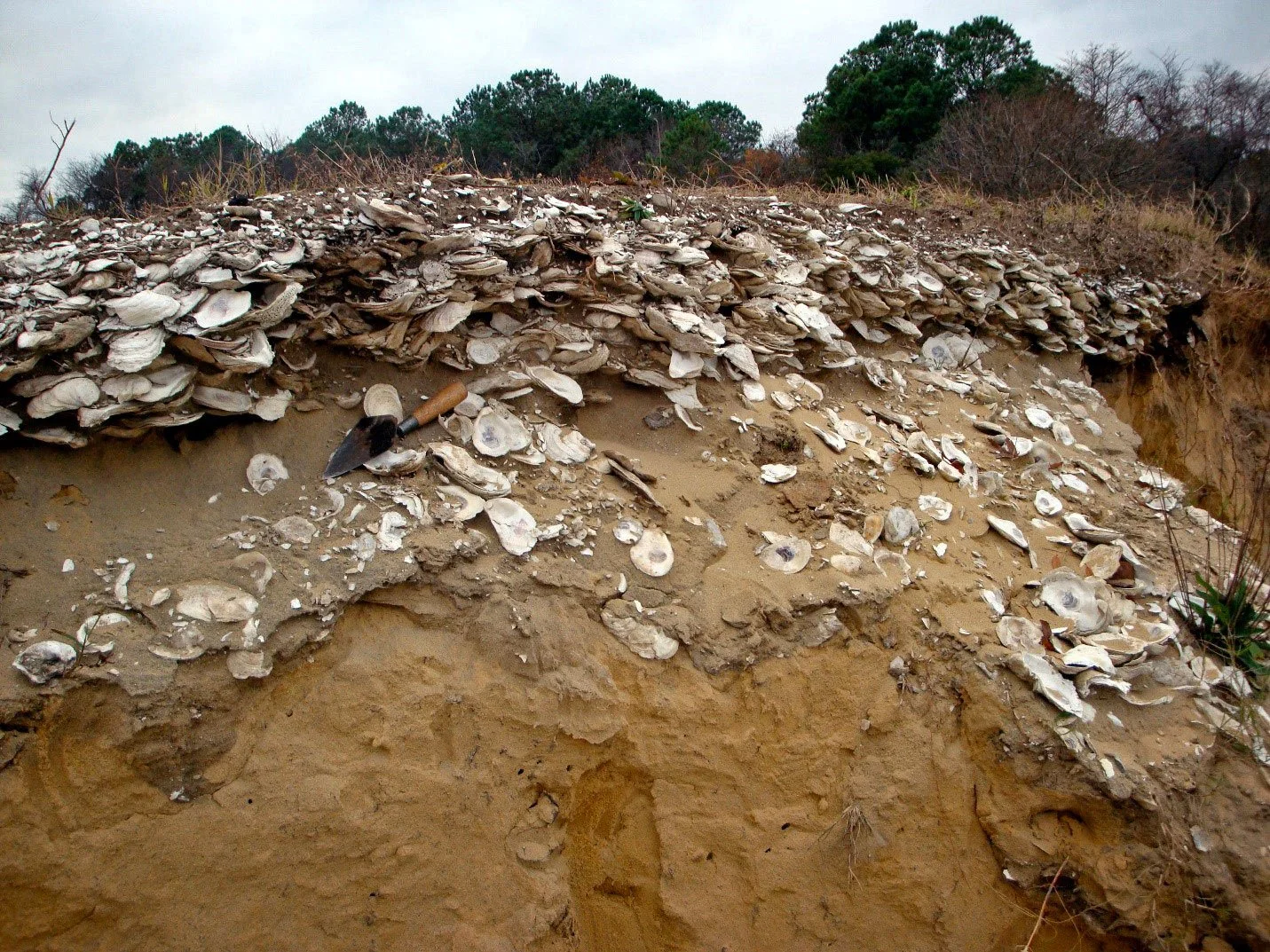 popolazioni indigene Esempio di Oyster Bed