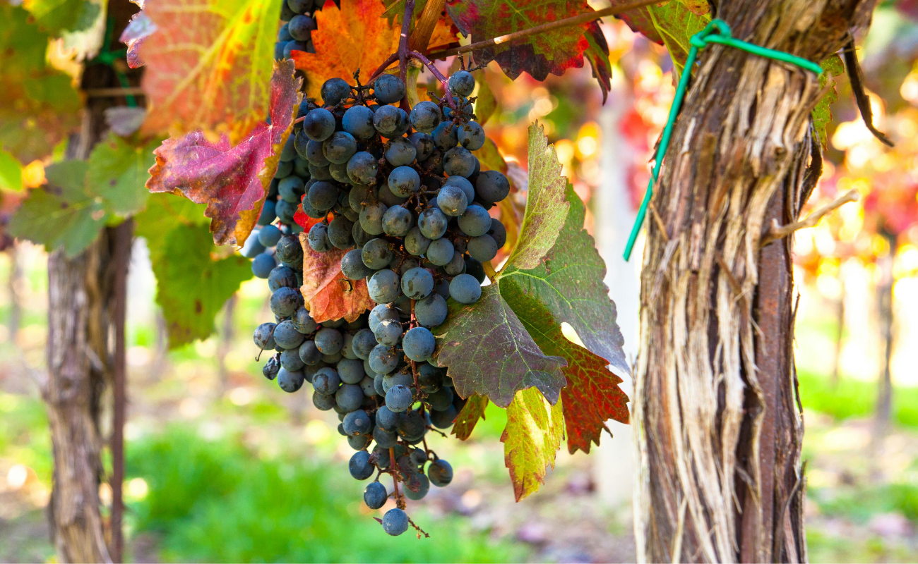 scarti agricoli uva vino