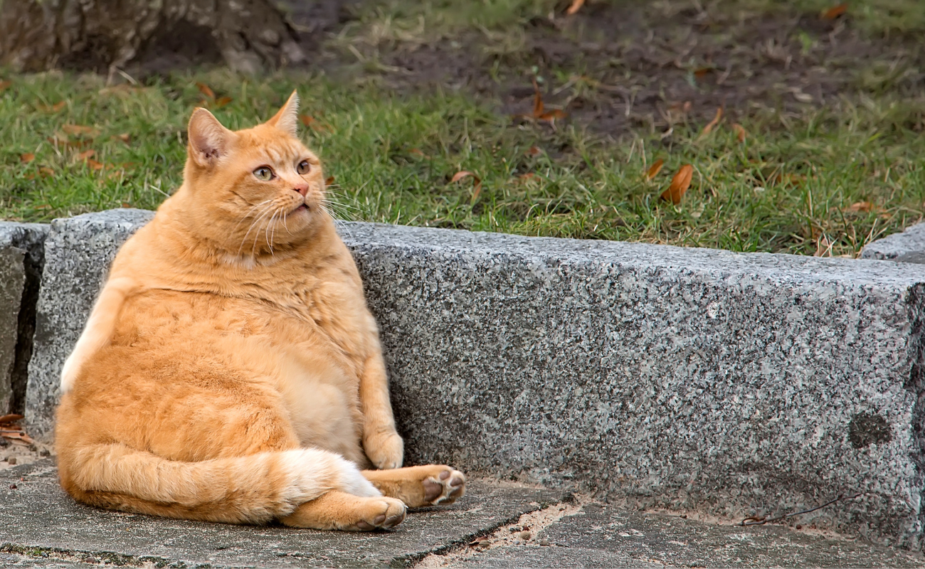 gatto 1