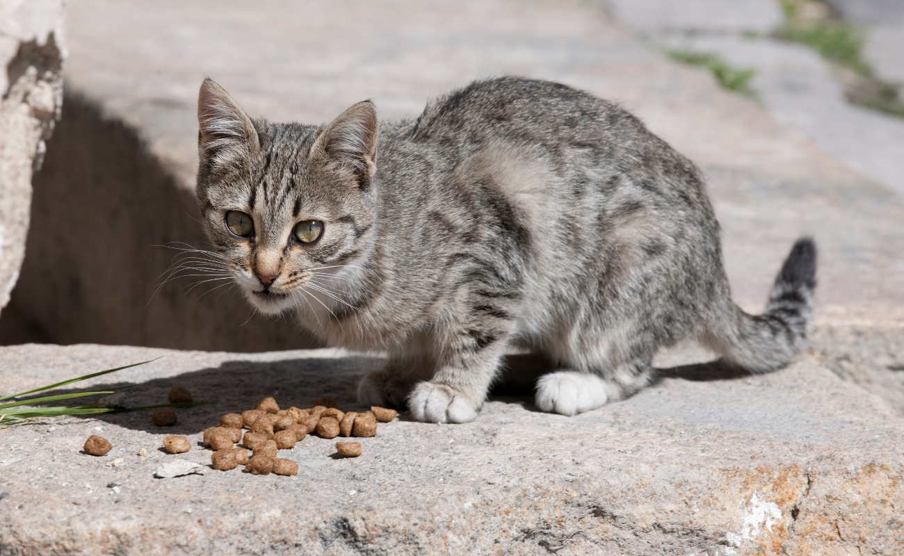 gatto 2