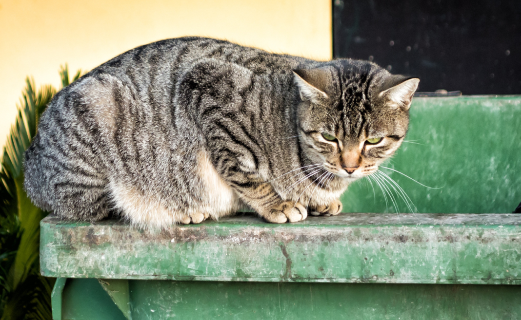 gatto copertina