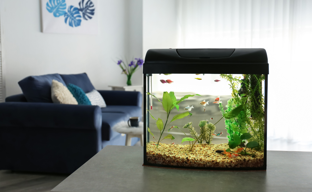 acquario 2