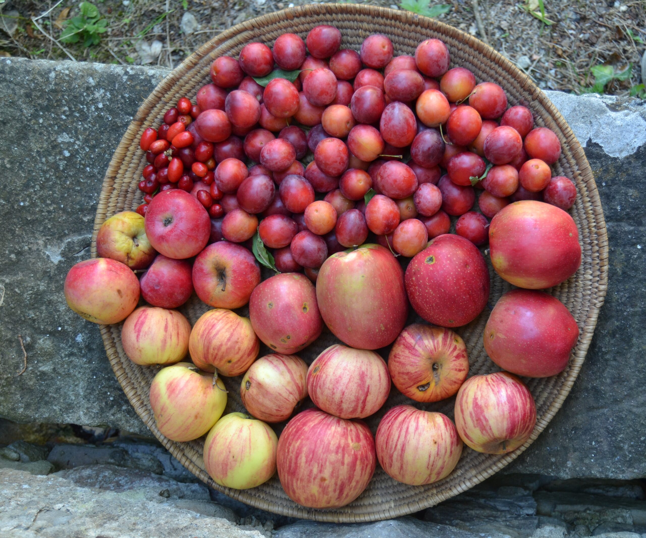 sfumature rosse di biodiversit&agrave; credits Fondazione Archeologia Arborea