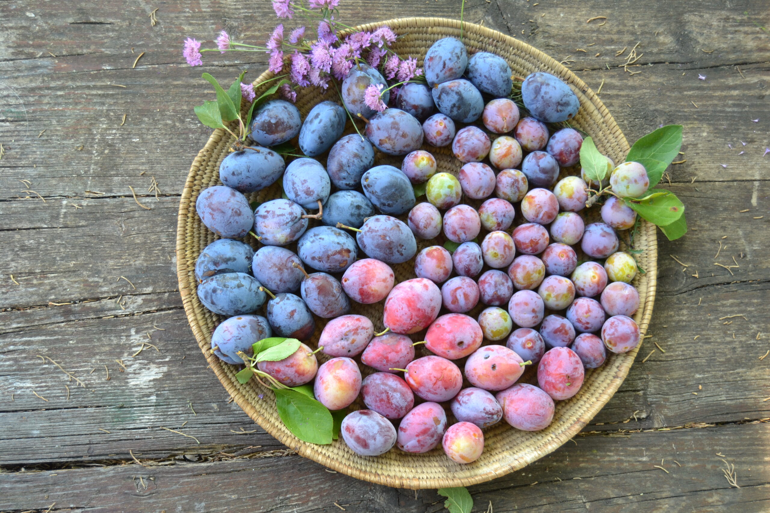 sfumature viole di biodiversit&agrave; credits Fondazione Archeologia Arborea